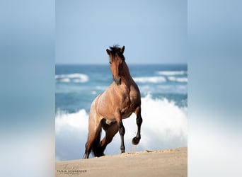 Lusitano Mix, Stallone, 6 Anni, 158 cm, Baio roano