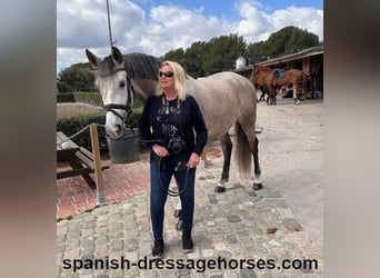 Lusitano, Stallone, 6 Anni, 162 cm, Grigio