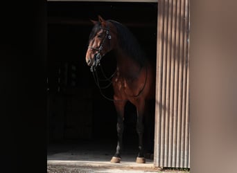 Lusitano, Stallone, 6 Anni, 163 cm, Baio