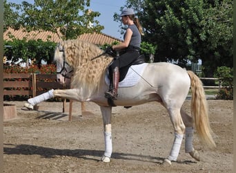 Lusitano, Stallone, 6 Anni, 164 cm, Cremello