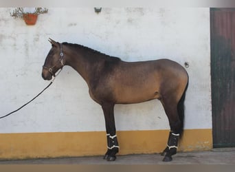 Lusitano, Stallone, 6 Anni, 164 cm, Pelle di daino
