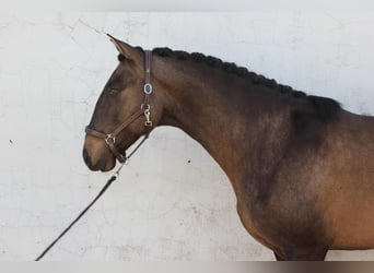 Lusitano, Stallone, 6 Anni, 164 cm, Pelle di daino