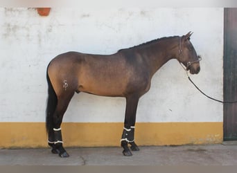 Lusitano, Stallone, 6 Anni, 164 cm, Pelle di daino