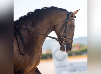 Lusitano, Stallone, 6 Anni, 164 cm, Pelle di daino