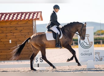 Lusitano, Stallone, 6 Anni, 164 cm, Pelle di daino