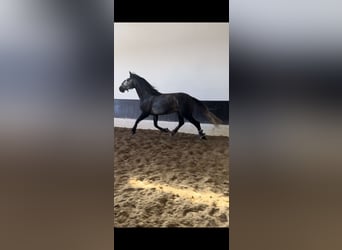 Lusitano, Stallone, 6 Anni, 165 cm, Grigio