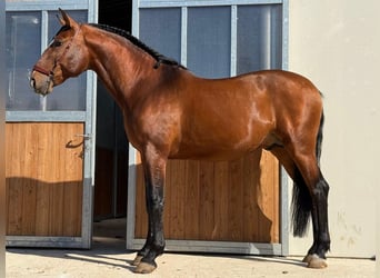 Lusitano, Stallone, 6 Anni, 167 cm, Baio