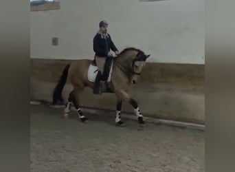 Lusitano, Stallone, 6 Anni, 167 cm, Falbo