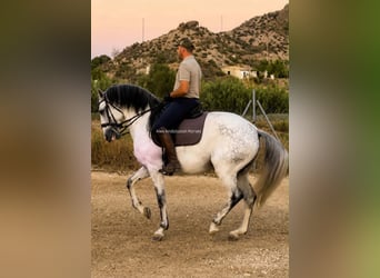 Lusitano, Stallone, 7 Anni, 163 cm, Bianco