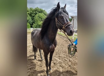 Lusitano, Stallone, 7 Anni, 163 cm, Morello