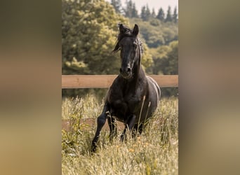 Lusitano, Stallone, 7 Anni, 163 cm, Morello