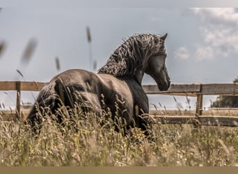 Lusitano, Stallone, 7 Anni, 163 cm, Morello