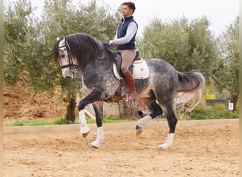 Lusitano, Stallone, 7 Anni, 166 cm, Grigio