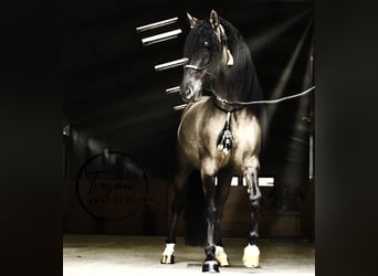 Lusitano Mix, Stallone, 7 Anni, 166 cm, Grullo