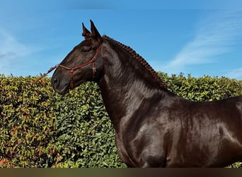 Lusitano, Stallone, 7 Anni, 170 cm, Sauro scuro