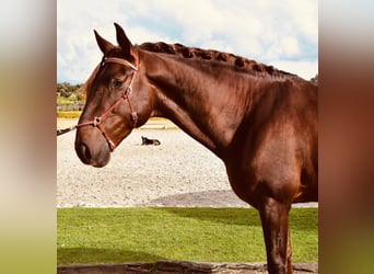 Lusitano, Stallone, 7 Anni, 170 cm, Sauro scuro