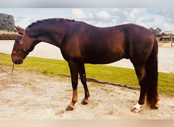 Lusitano, Stallone, 7 Anni, 170 cm, Sauro scuro