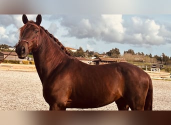 Lusitano, Stallone, 7 Anni, 170 cm, Sauro scuro