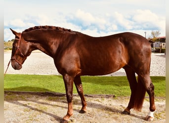 Lusitano, Stallone, 7 Anni, 170 cm, Sauro scuro