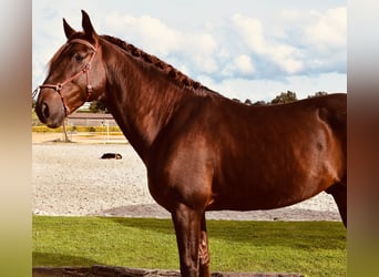 Lusitano, Stallone, 7 Anni, 170 cm, Sauro scuro