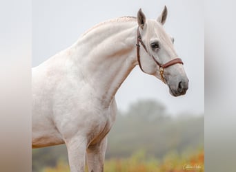 Lusitano, Stallone, 7 Anni, Bianco