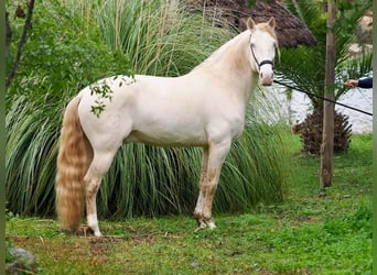 Lusitano, Stallone, 8 Anni, 159 cm, Perlino