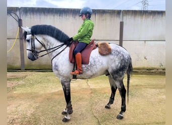 Lusitano, Stallone, 8 Anni, 160 cm, Grigio