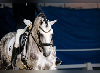 Lusitano, Stallone, 8 Anni, 160 cm, Grigio