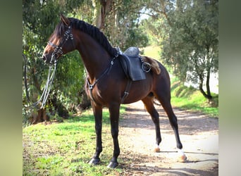 Lusitano, Stallone, 8 Anni, 165 cm, Baio scuro
