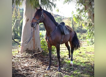 Lusitano, Stallone, 8 Anni, 165 cm, Baio scuro