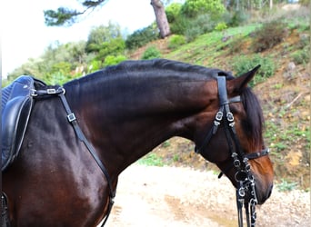 Lusitano, Stallone, 8 Anni, 165 cm, Baio scuro