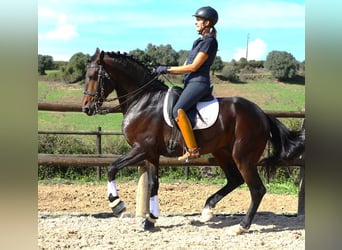 Lusitano, Stallone, 8 Anni, 165 cm, Baio scuro