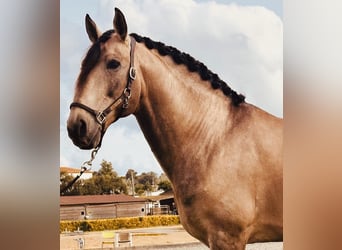Lusitano, Stallone, 8 Anni, 168 cm, Pelle di daino