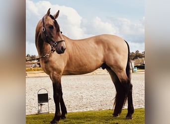 Lusitano, Stallone, 8 Anni, 168 cm, Pelle di daino