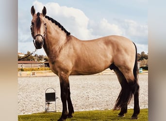 Lusitano, Stallone, 8 Anni, 168 cm, Pelle di daino