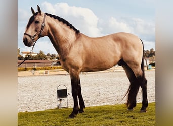 Lusitano, Stallone, 8 Anni, 168 cm, Pelle di daino