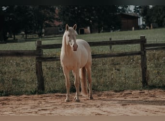 Lusitano, Stallone, 9 Anni, 158 cm, Cremello
