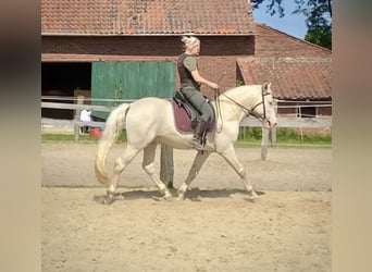 Lusitano, Stallone, 9 Anni, 158 cm, Cremello