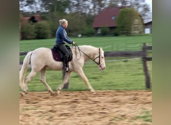 Lusitano, Stallone, 9 Anni, 158 cm, Cremello