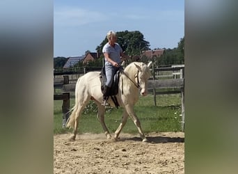 Lusitano, Stallone, 9 Anni, 158 cm, Cremello