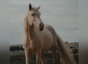 Lusitano, Stallone, 9 Anni, 158 cm, Cremello