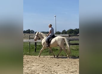 Lusitano, Stallone, 9 Anni, 158 cm, Cremello