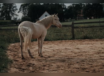 Lusitano, Stallone, 9 Anni, 158 cm, Cremello