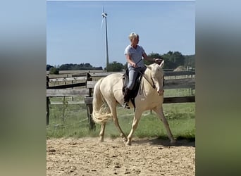 Lusitano, Stallone, 9 Anni, 158 cm, Cremello
