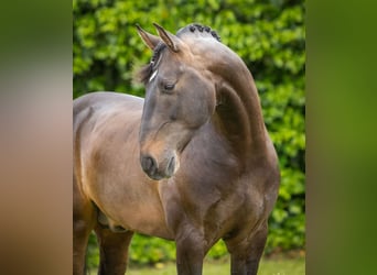 Lusitano, Stallone, 9 Anni, 163 cm, Baio nero