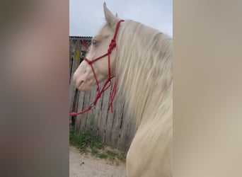 Lusitano, Stallone, 9 Anni, 164 cm, Cremello
