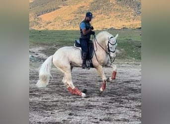Lusitano, Stallone, 9 Anni, 164 cm, Cremello
