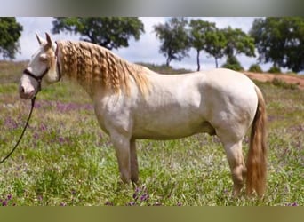 Lusitano, Stallone, 9 Anni, 167 cm