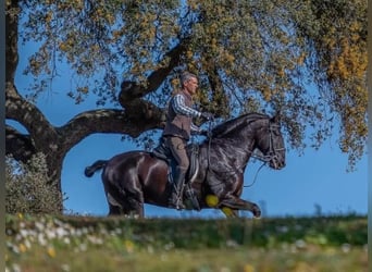 Lusitano, Stallone, 9 Anni, 168 cm, Morello