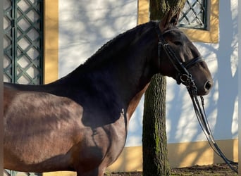 Lusitano, Stallone, 9 Anni, 170 cm, Pelle di daino